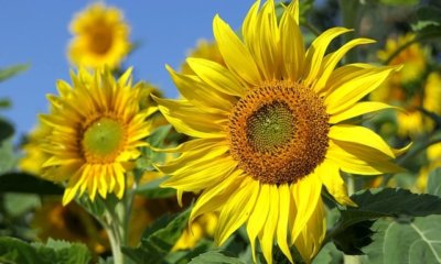 Alte und neue Sonnenblumensorten