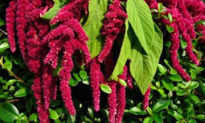 Amaranth anbauen und ernten