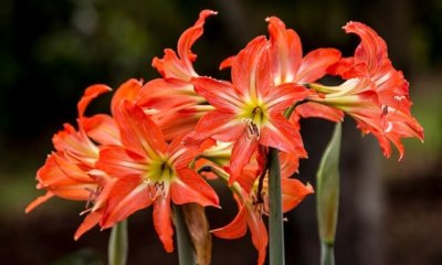 Amaryllis blüht nicht mehr - was tun