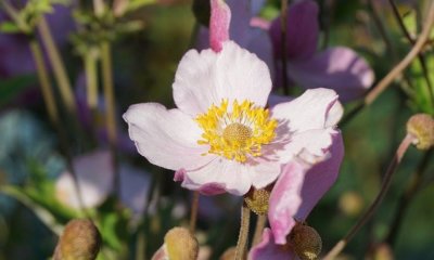Anemonen aus Samen ziehen - so klappt's