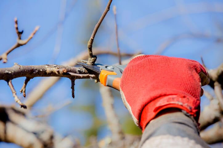 Anleitung zum Fruchtholzschnitt