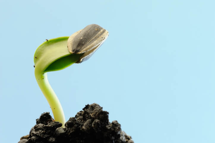 Anleitung zum Keimen von Sonnenblumenkernen