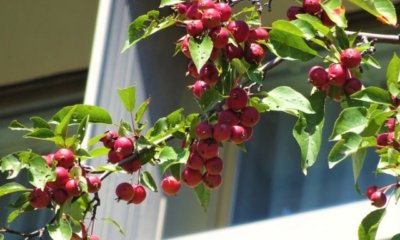 Apfelbaum auf dem Balkon pflegen, düngen und schneiden