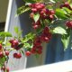 Apfelbaum auf dem Balkon pflegen, düngen und schneiden