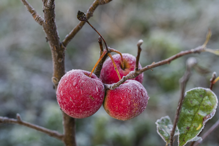 Apfelbaum im Topf überwintern