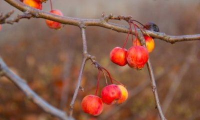Apfelbaum überwintern - so schützen Sie den Apfelbaum vor Kälte