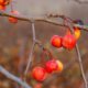 Apfelbaum überwintern - so schützen Sie den Apfelbaum vor Kälte