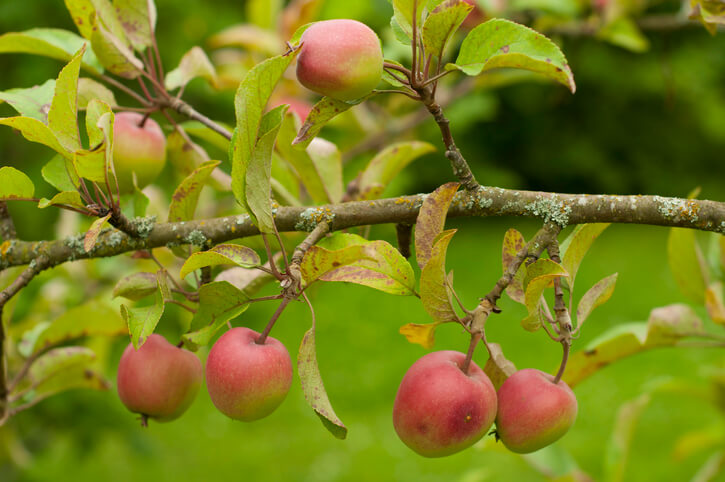 Apfelsorte selbst bestimmen