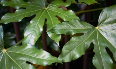 Aralie verliert Blätter - was tun