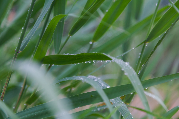 Ausreichend Gießen und Wasserwechsel