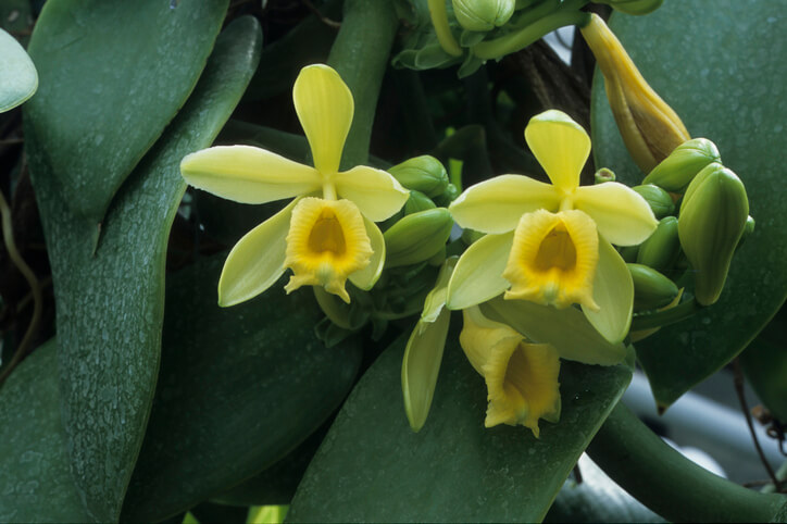 Aussehen, Blütezeit und Bestäubung 
