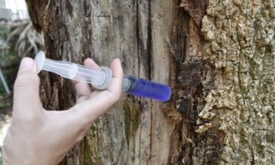 Bäume impfen zum Schutz vor Krankheiten