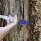 Bäume impfen zum Schutz vor Krankheiten