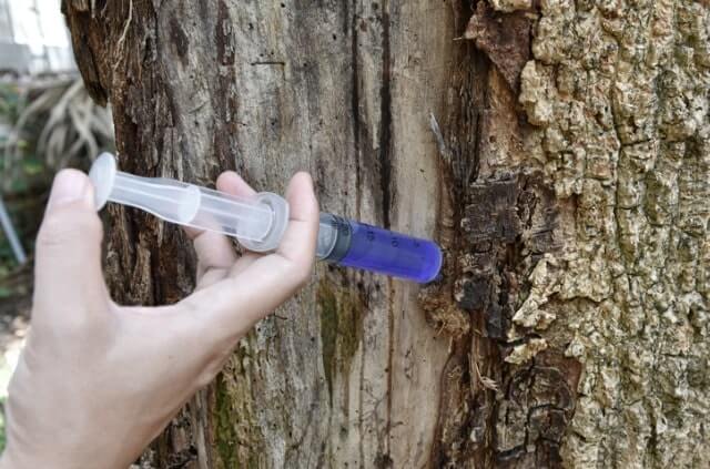 Bäume impfen zum Schutz vor Krankheiten
