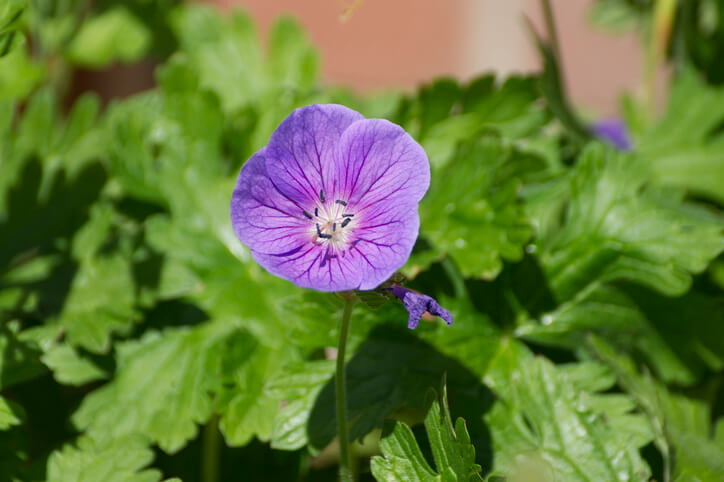 Balkan-Storchschnabel