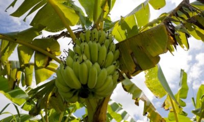 Banane im Steckbrief - alles rund um die Bananenpflanze