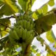 Banane im Steckbrief - alles rund um die Bananenpflanze