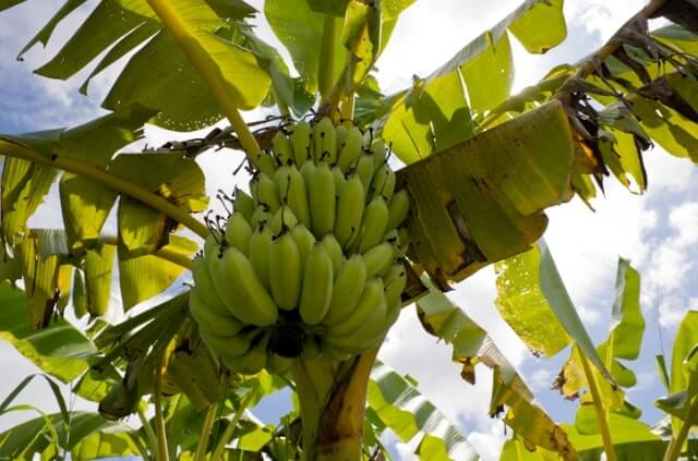 Banane im Steckbrief - alles rund um die Bananenpflanze