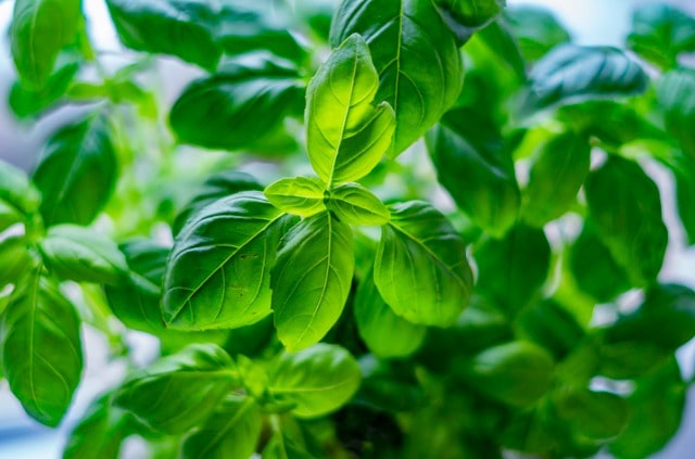 Basilikum - Vermehrung über Stecklinge