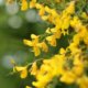 Baum mit gelben Blüten - ein echter Hingucker für Ihren Garten
