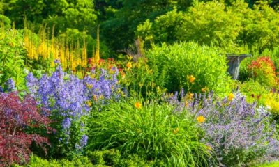 Beet mit Gräsern und Stauden anlegen