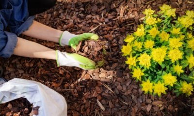 Beete richtig mulchen - wann und womit