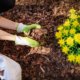 Beete richtig mulchen - wann und womit
