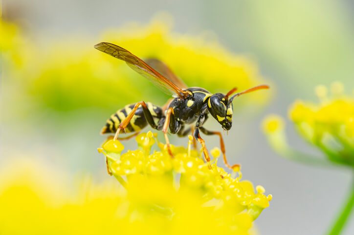 Wespenblumen