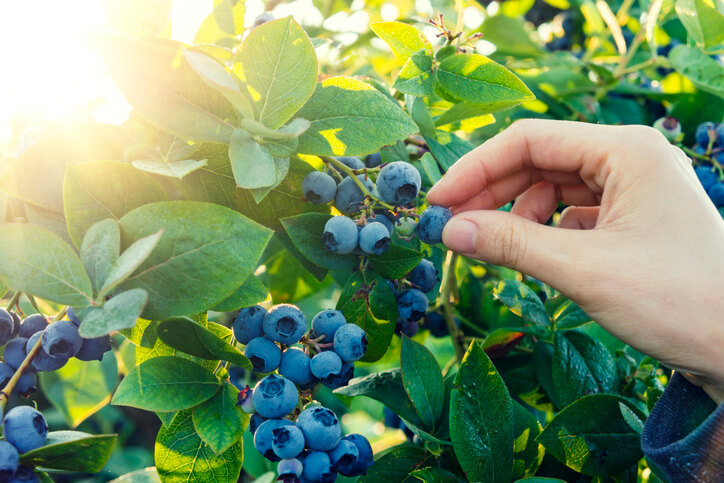 Blaubeeren ernten - die beste Erntezeit