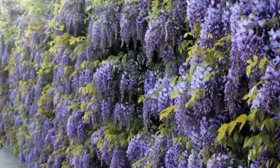 Blauregen düngen - wie oft und womit