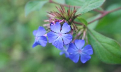 Bleiwurz - wie winterhart ist er