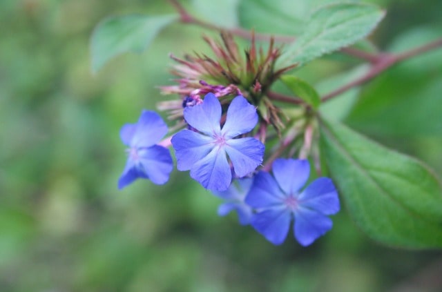 Bleiwurz - wie winterhart ist er