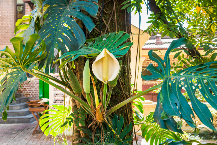 Blüten und Fruchtentwicklung