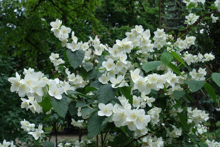Braucht falscher Jasmin besondere Pflege