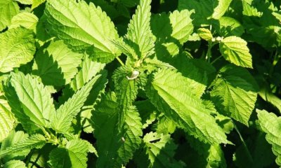 Brennnessel ernten und verarbeiten