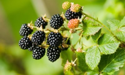 Brombeeren auf dem Balkon ziehen