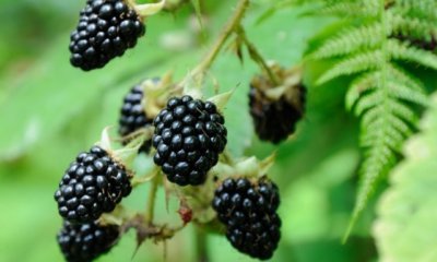 Brombeeren durch Stecklinge oder Samen vermehren