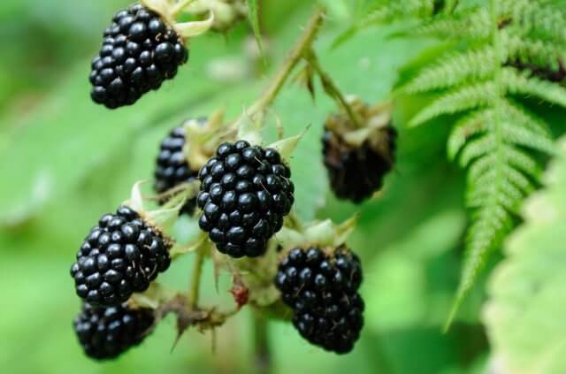 Brombeeren durch Stecklinge oder Samen vermehren