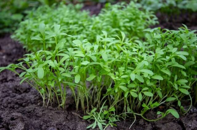 Brunnenkresse im Topf und im Beet pflanzen