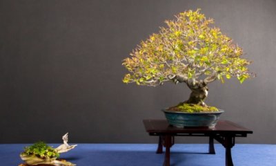 Buche als Bonsai erziehen