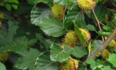 Buche - so bestimmen Sie das Alter