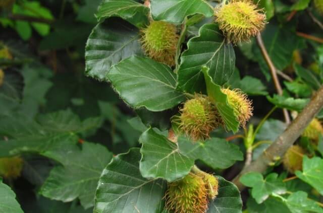 Buche - so bestimmen Sie das Alter