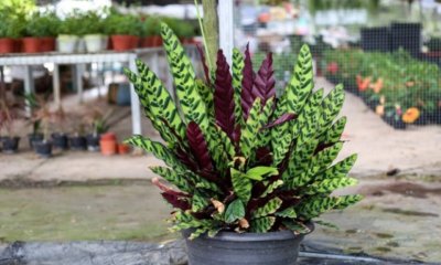 Calathea Lancifolia - Tipps zur Pflege