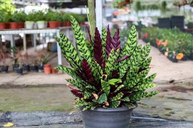 Calathea Lancifolia - Tipps zur Pflege