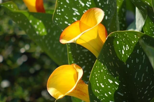 Calla Blätter werden gelb - was tun