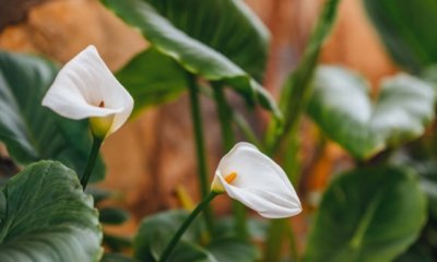 Calla als Schnittblume pflegen