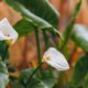 Calla als Schnittblume pflegen