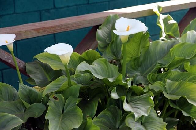 Calla als Zimmerpflanze - Pflegetipps
