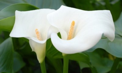 Calla im Topf pflanzen und pflegen