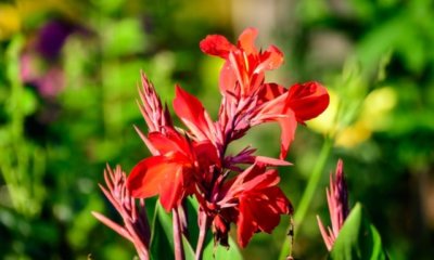 Canna aus Samen vermehren